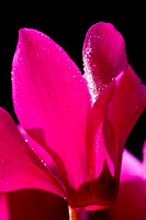 2008 05 08_flowers_5156_1